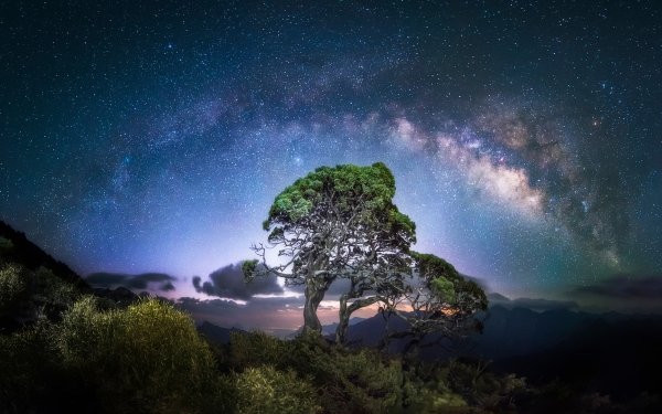 Earth Tree Trees Night Milky Way Starry Sky HD Wallpaper | Background Image