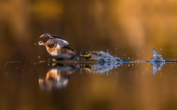 Animal Duck Birds Ducks Summer Bird Reflection Splash HD Wallpaper | Background Image