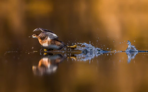 A vibrant HD desktop wallpaper and background featuring a duck splashing across the water with its reflection mirrored below, evoking a serene summer atmosphere.