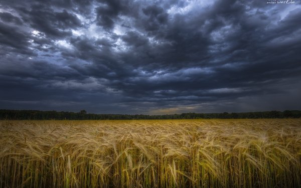 Earth Wheat Cloud Mood Sky Field HD Wallpaper | Background Image