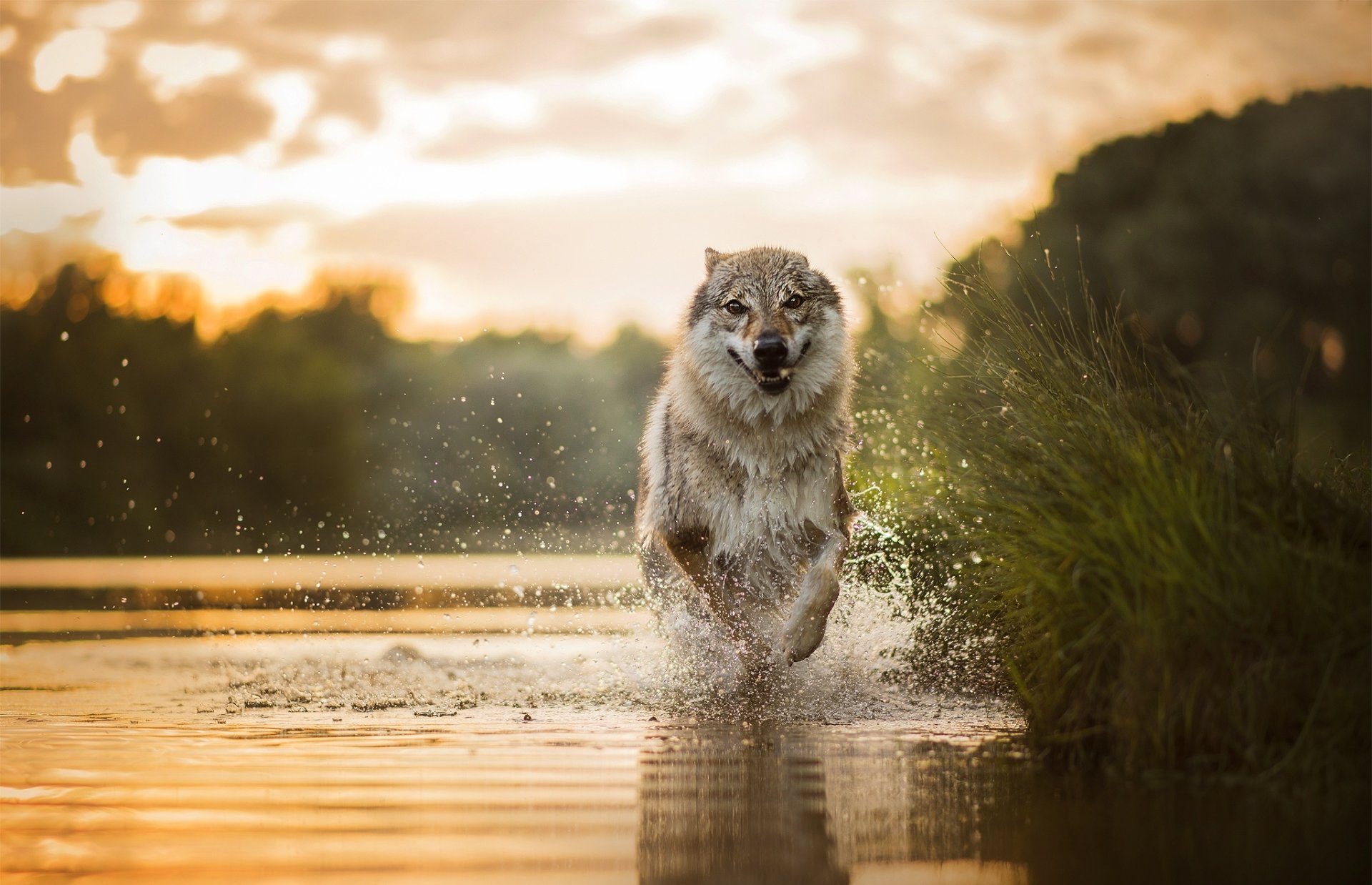 A wolfdog splashes through water at sunset, captured with a shallow depth of field in this HD desktop wallpaper showcasing the animal's dynamic movement.