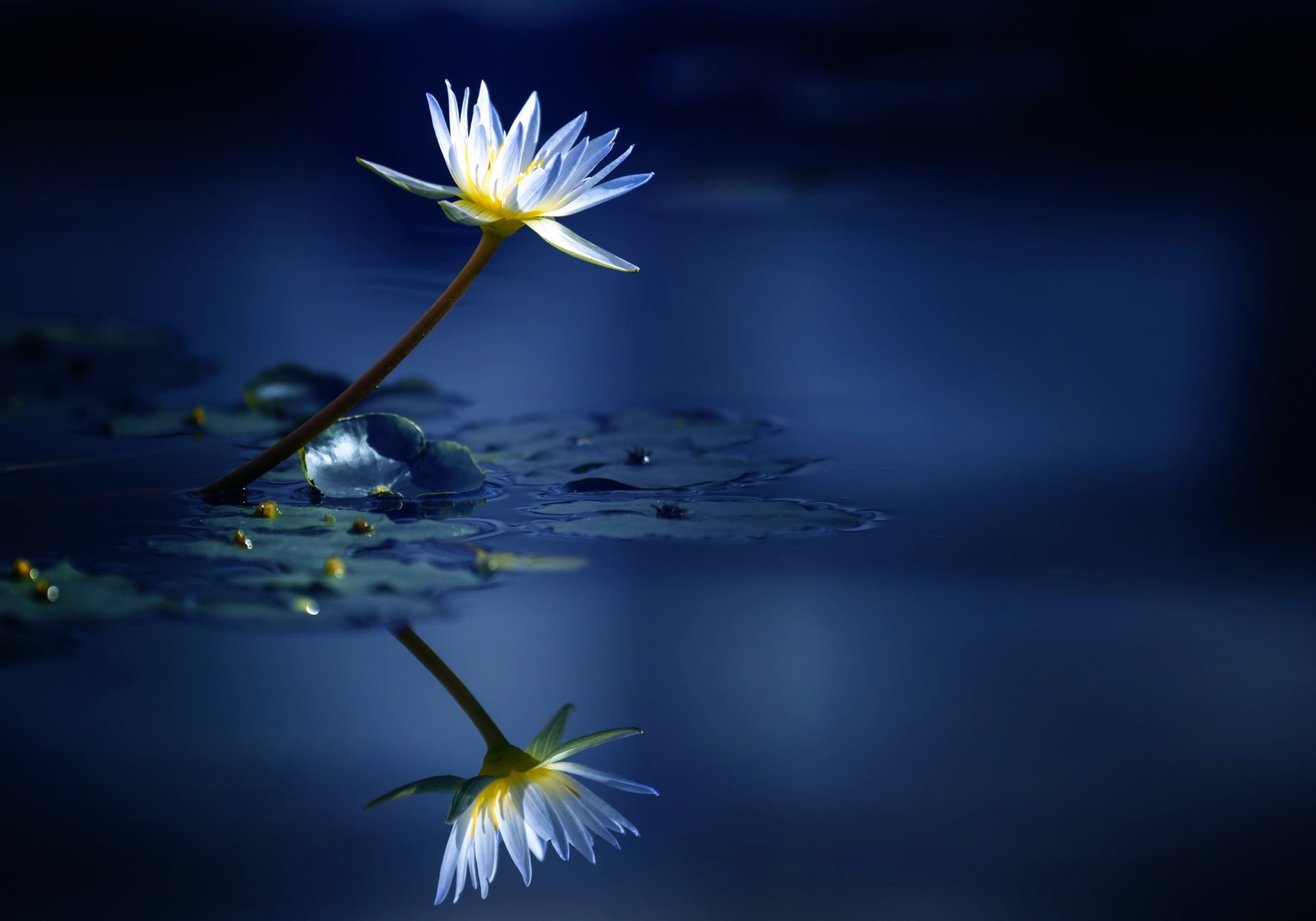 Nature Water Lily HD Wallpaper by Takashi Suzuki