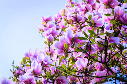HD desktop wallpaper featuring vibrant pink magnolia flowers blooming on a branch against a clear spring sky, showcasing nature's beauty.