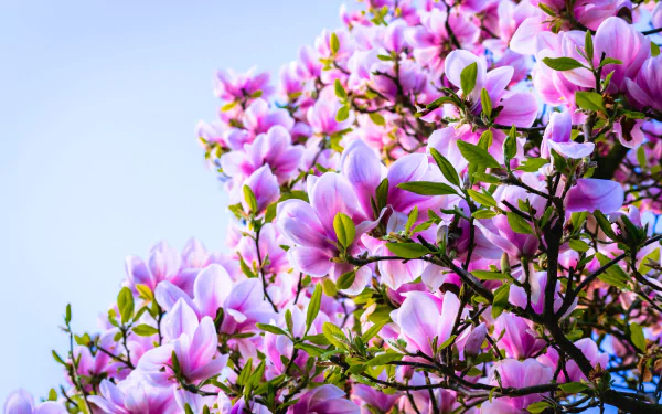 HD desktop wallpaper featuring vibrant pink magnolia flowers blooming on a branch against a clear spring sky, showcasing nature's beauty.