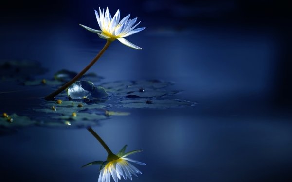 Earth Water Lily Flowers Nature Flower White Flower Reflection Water HD Wallpaper | Background Image