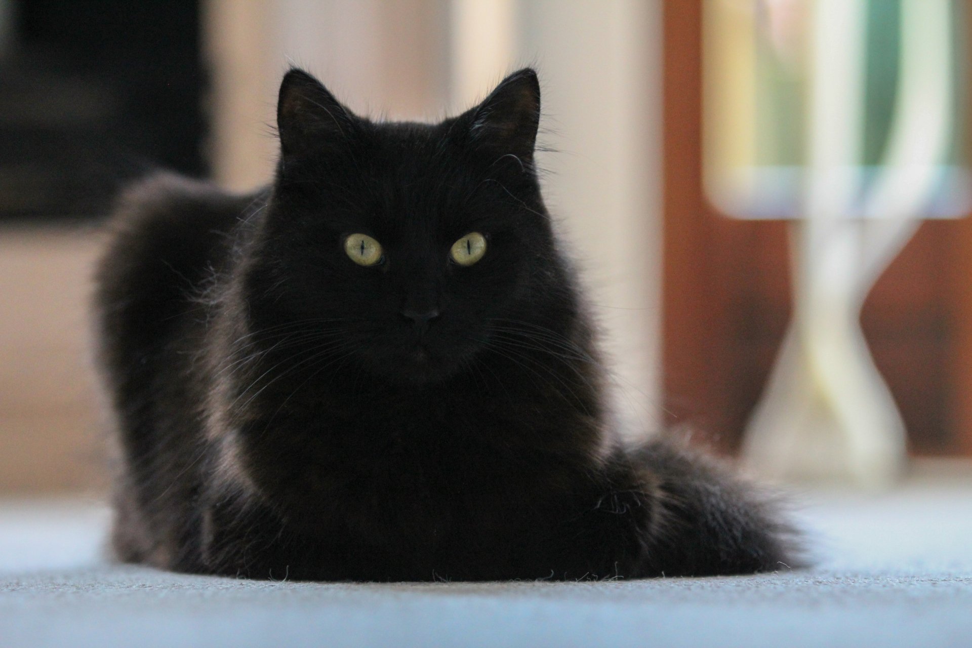 A black cat with bright green eyes rests indoors, captured in a detailed 4K Ultra HD PC desktop wallpaper and background.