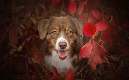 HD desktop wallpaper of an Australian Shepherd dog staring through vibrant red fall leaves, capturing the animal’s expressive muzzle and warm autumn ambiance.