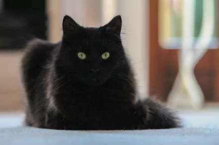 Animal cat HD Desktop Wallpaper | Background Image