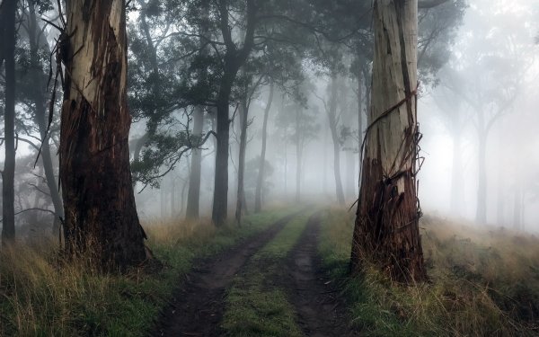 Earth Fog Nature Forest Tree Dirt Road HD Wallpaper | Background Image