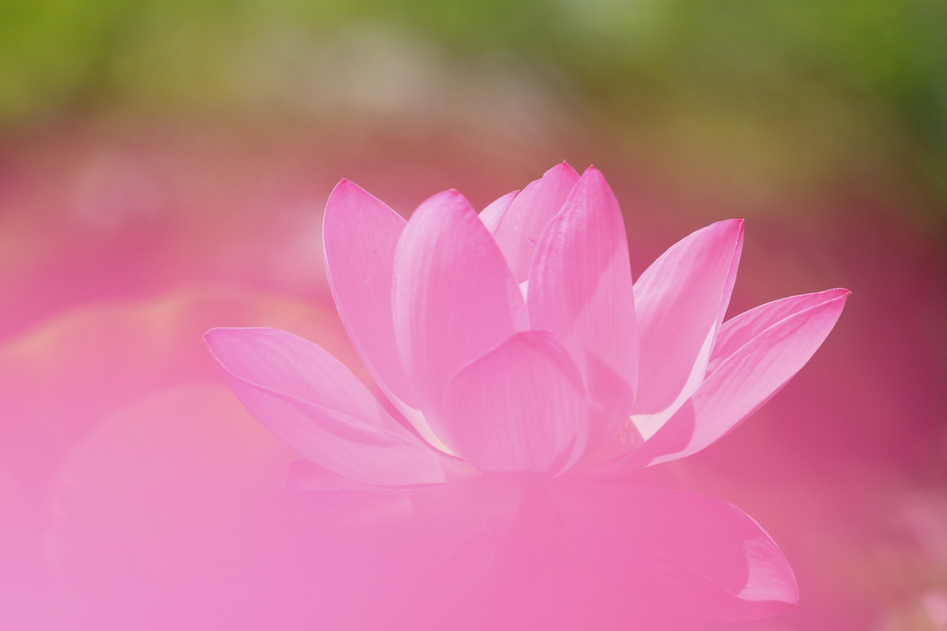 A high-definition desktop wallpaper featuring a vibrant pink lotus flower in full bloom, captured in macro mode amidst a serene nature background.