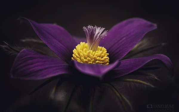 Earth Pulsatilla Flowers Flower Macro Purple Flower HD Wallpaper | Background Image