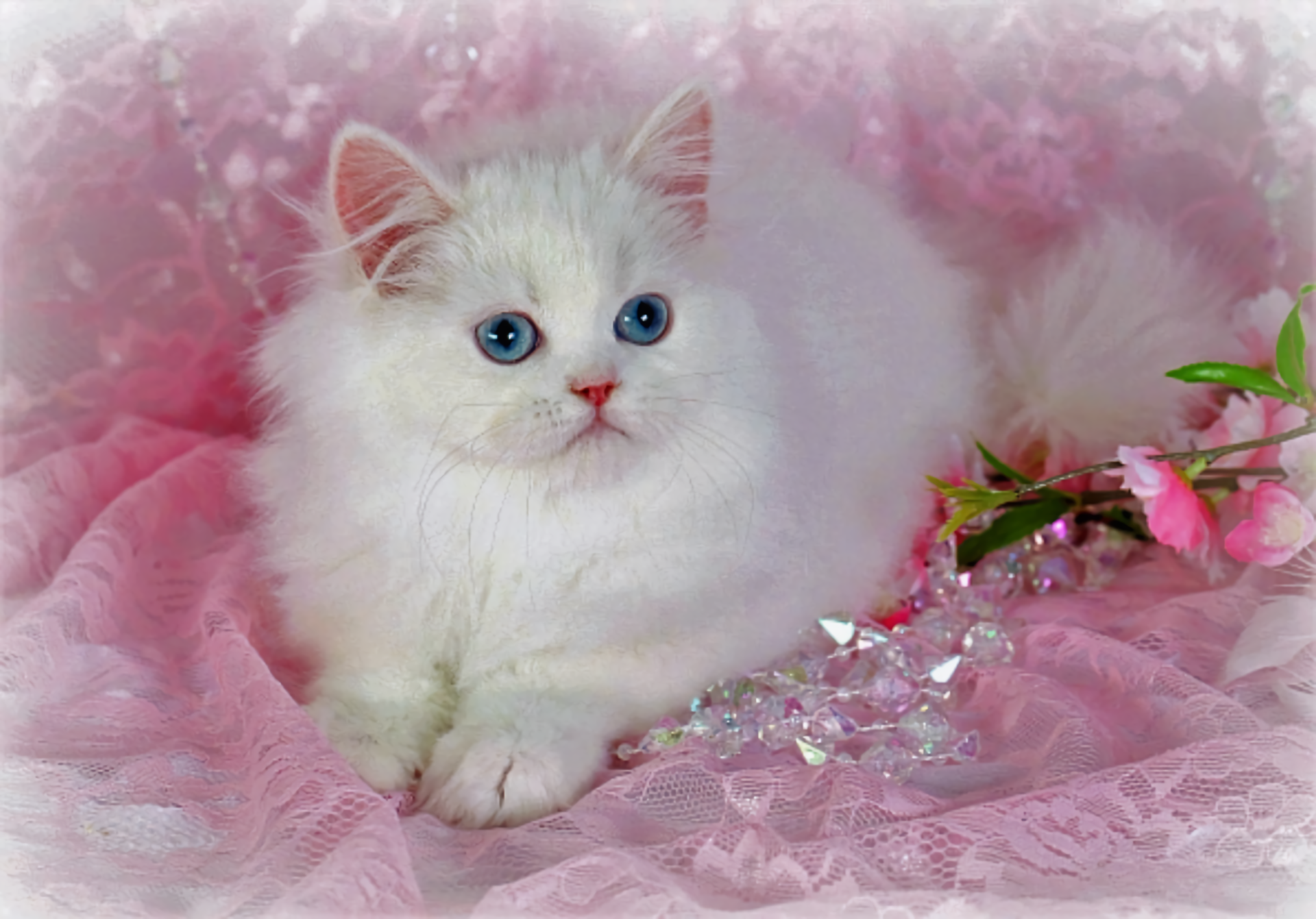 White Persian Kitten