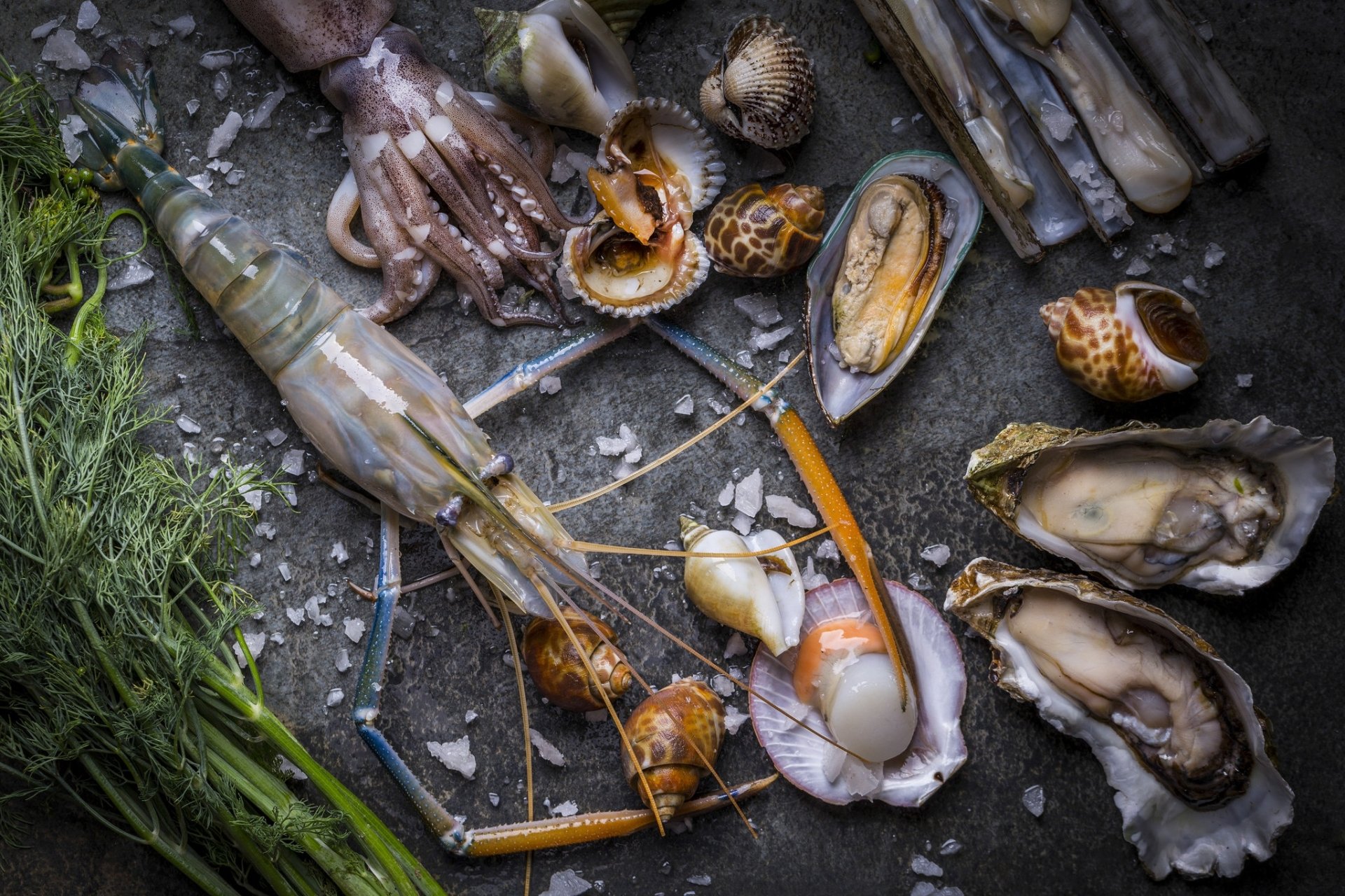 Download Mollusc Still Life Food Seafood HD Wallpaper