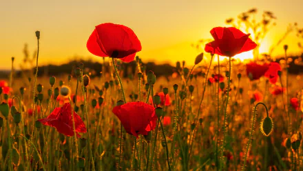 HD PC desktop wallpaper: summer poppy field at sunset, red flowers glowing against a golden sky — nature background