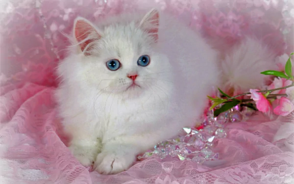  White Persian Kitten