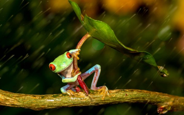 Animal Red Eyed Tree Frog Frogs Tree Frog Frog Leaf Rain Close-Up Amphibian HD Wallpaper | Background Image