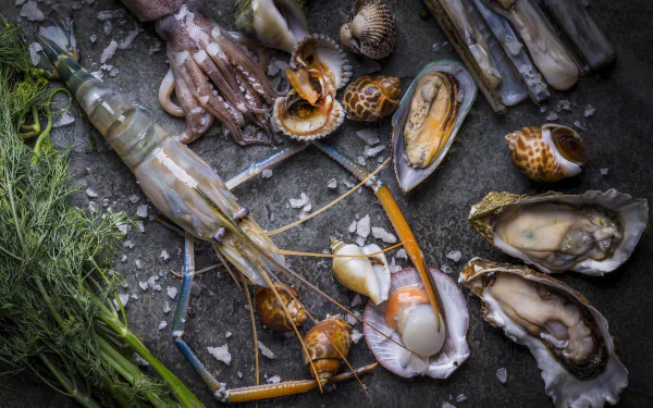 mollusc still life food seafood HD Desktop Wallpaper | Background Image
