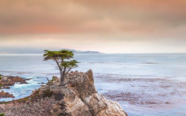 Nature Ocean Horizon Coast Tree HD Wallpaper | Background Image