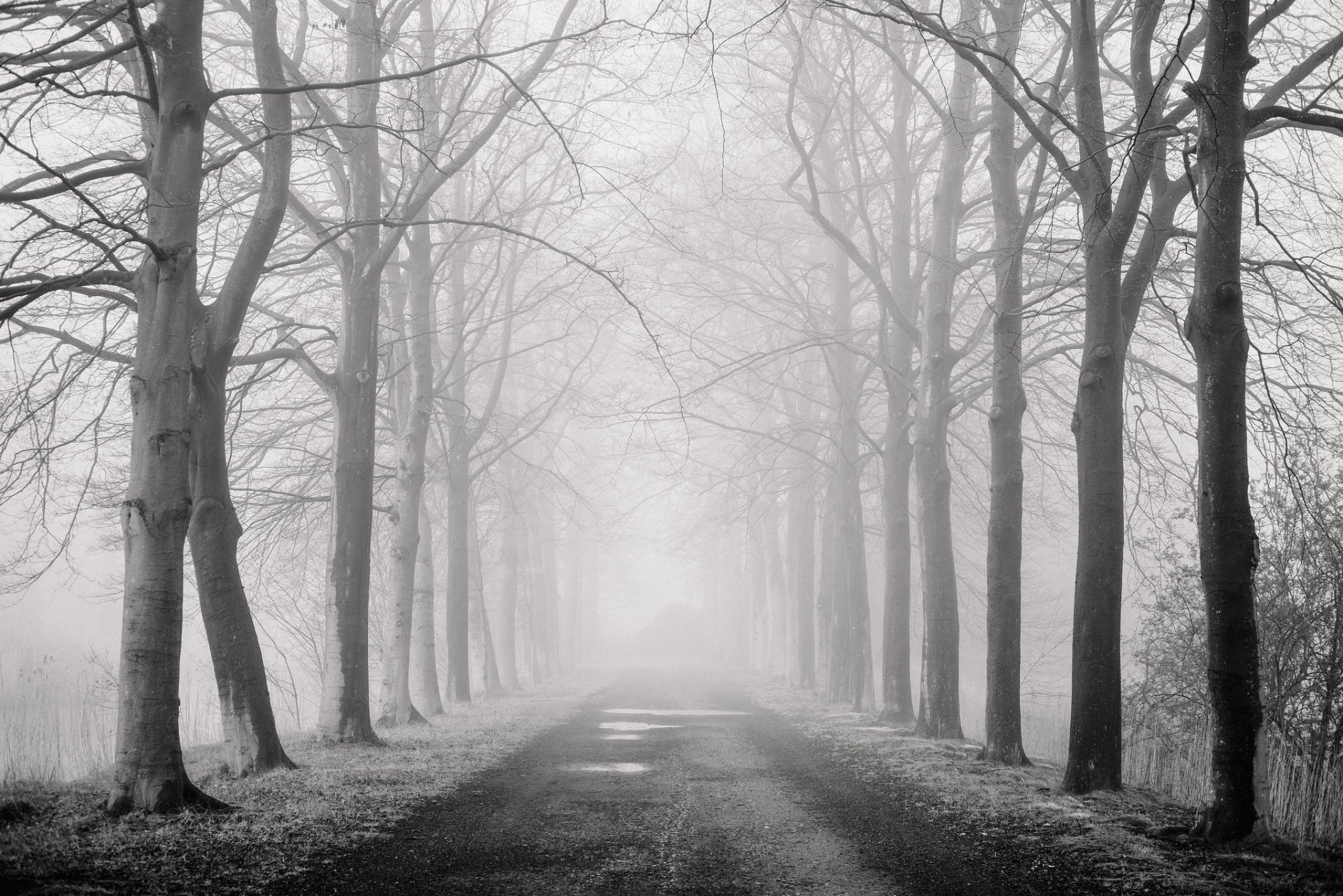 Download Monochrome Fog Tree-lined Tree Nature Man Made Road HD Wallpaper