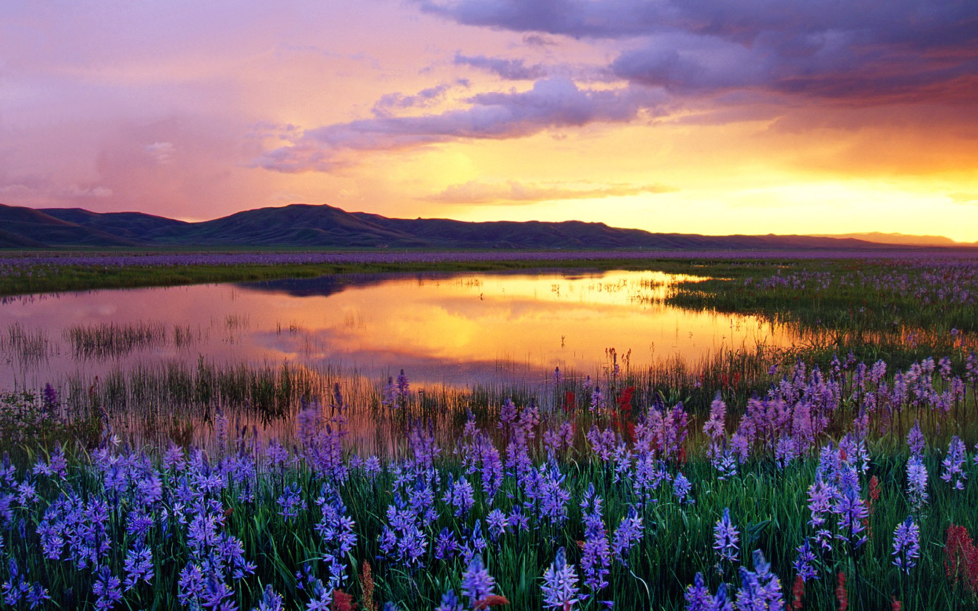 HD desktop wallpaper of a serene lake at sunset, with vibrant purple flowers in the foreground and a stunning sun setting behind mountains.