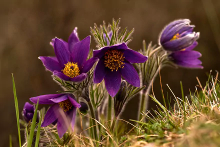 purple flower nature flower HD Desktop Wallpaper | Background Image