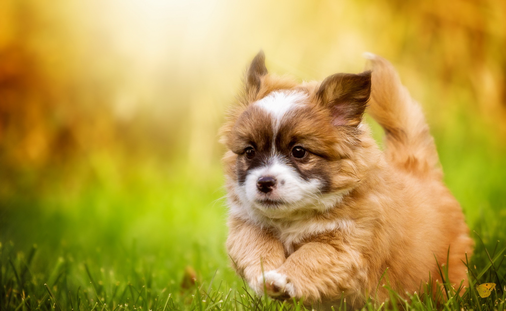 Download Baby Animal Dog Animal Puppy HD Wallpaper by Ralf Bitzer