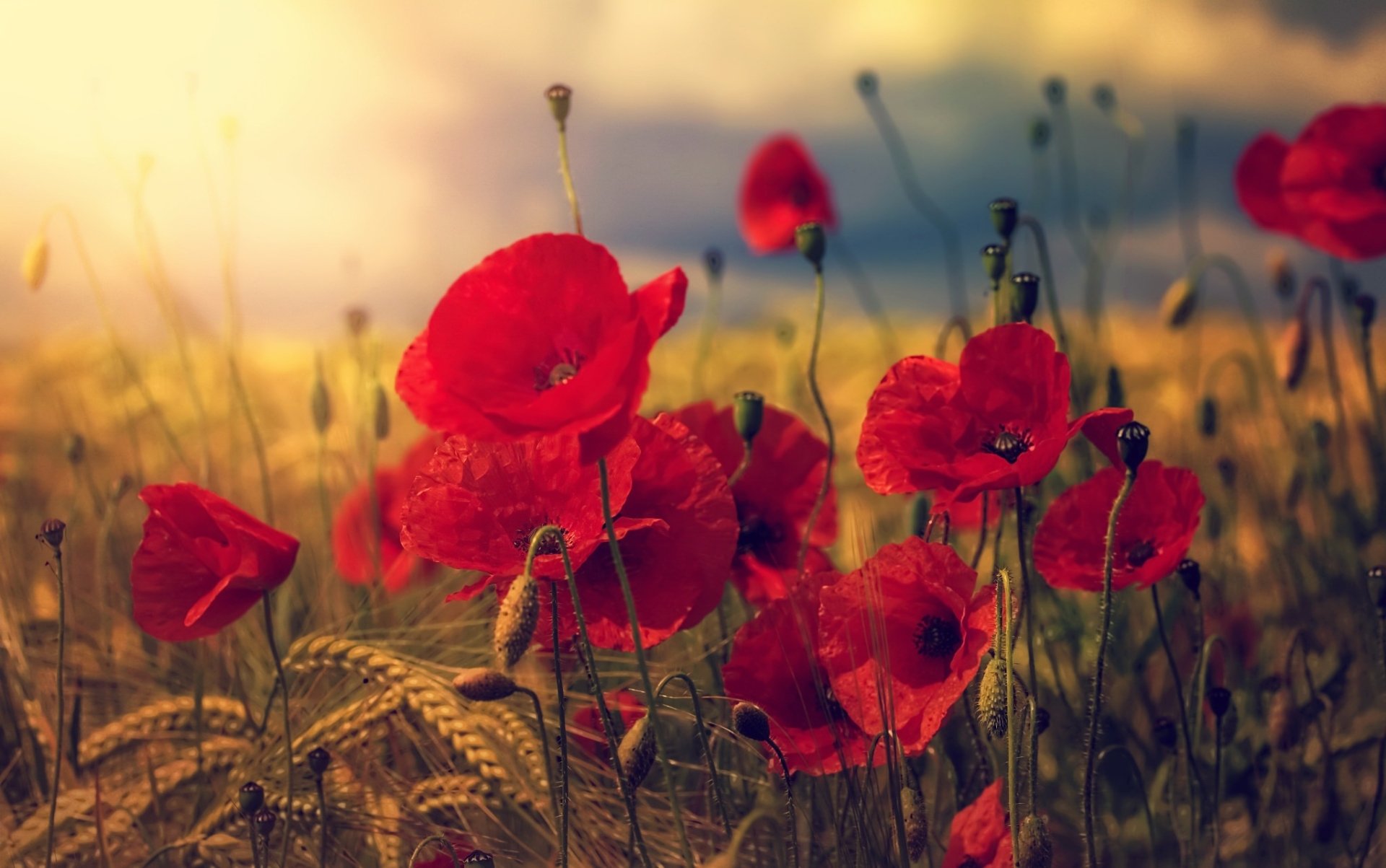880+ Poppy HD Wallpapers | Background Images