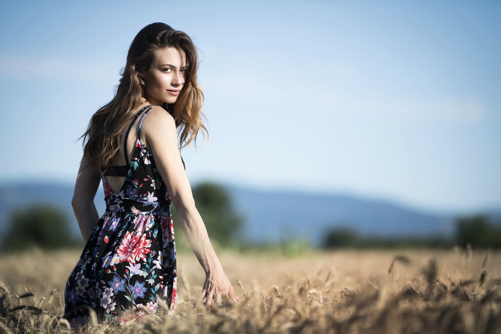 Download Summer Field Wheat Brunette Dress Depth Of Field Woman Model ...