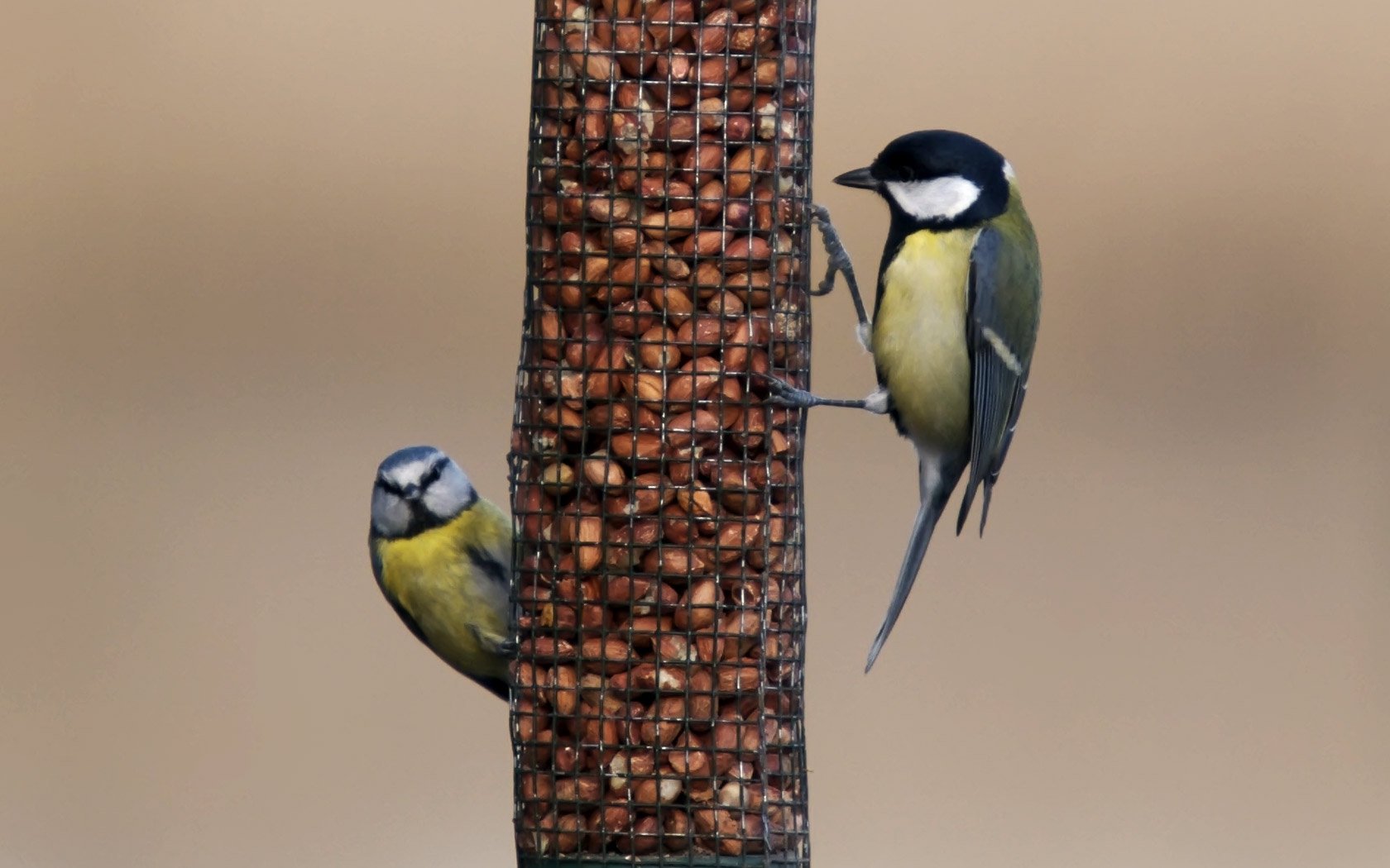 HD Wallpaper of Charming Titmice Birds in Nature