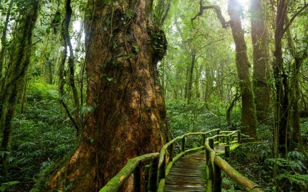 Hecho por el hombre Puente Puentes Wooden Bosque Tropico Rainforest Jungla Greenery Fondo de pantalla HD | Fondo de Escritorio