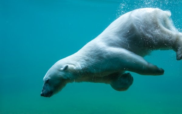 Animal Polar Bear Bears Underwater HD Wallpaper | Background Image