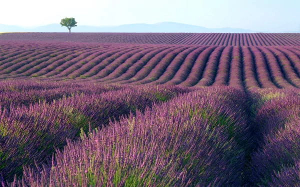 HD desktop wallpaper showing a vast, purple lavender field under a clear sky, with a single tree standing in the distance.