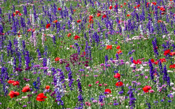 Earth Meadow Nature Flower Summer Red Flower Blue Flower HD Wallpaper | Background Image