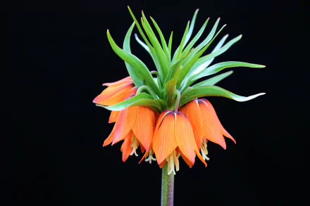  Reverse Tulip