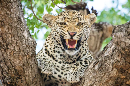roar Animal leopard HD Desktop Wallpaper | Background Image