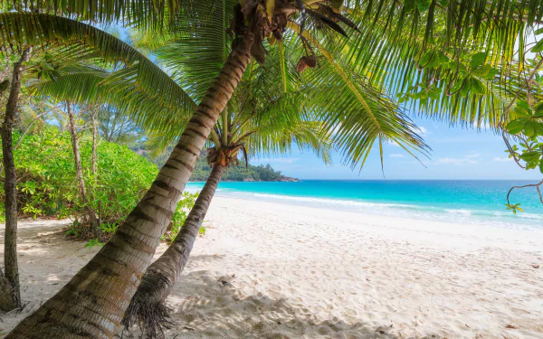 Tropical beach scene with white sand, palm trees, and a clear blue ocean stretching to the horizon in vibrant 8K Ultra HD detail.