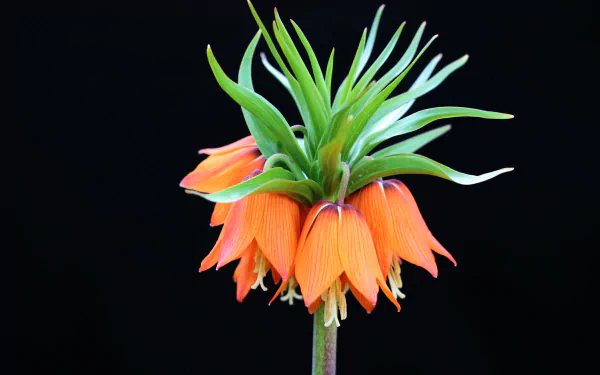  Reverse Tulip