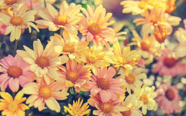 A vibrant HD desktop wallpaper showcasing a cluster of colorful flowers in full bloom, capturing the essence of nature's beauty.