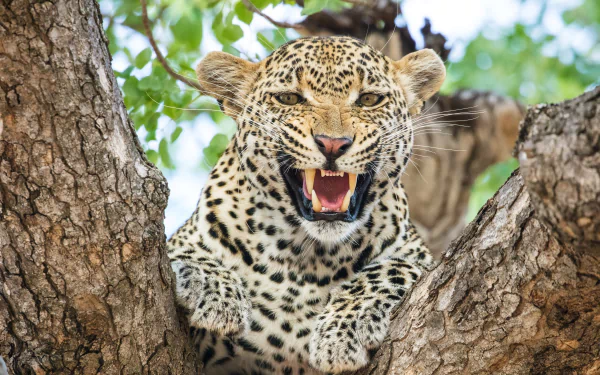 Leopard in a fierce roar between tree branches — Animal close-up, 2K Quad HD PC desktop wallpaper/background.