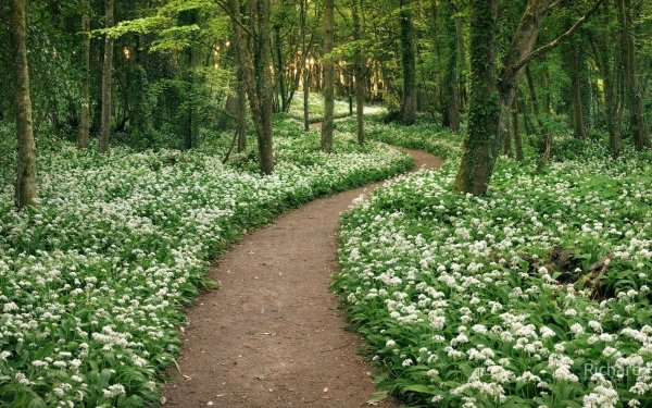 Man Made Path Forest Flower Dirt Road Spring White Flower Greenery HD Wallpaper | Background Image