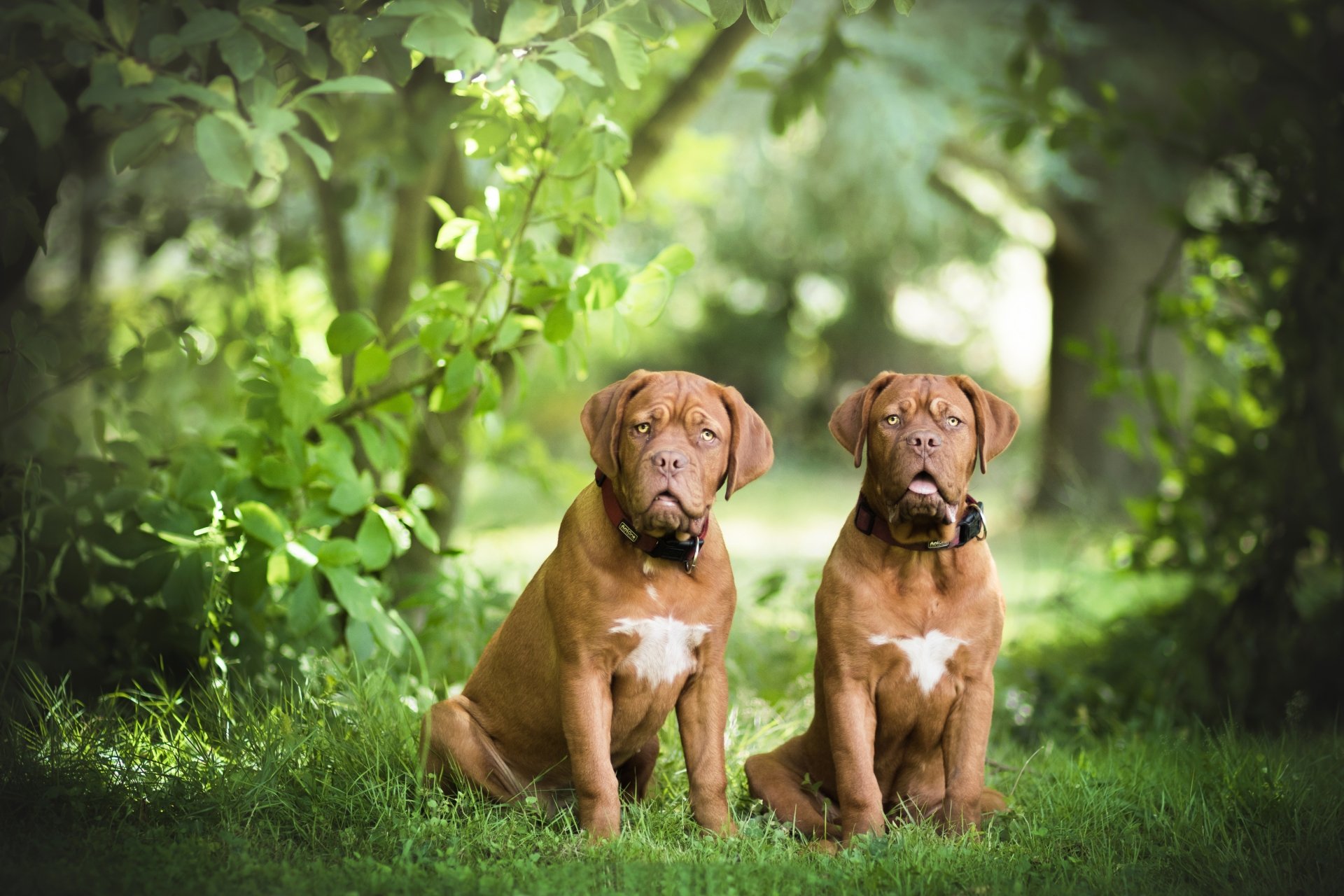 Download Bokeh Dog Animal Dogue De Bordeaux 4k Ultra HD Wallpaper