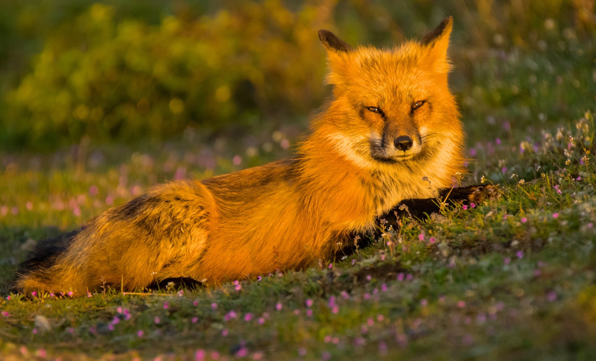 A vibrant fox resting in a sunlit meadow with purple flowers, captured in stunning 4K Ultra HD for a detailed PC desktop wallpaper.
