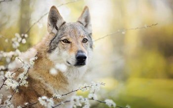 wolf dog muzzle