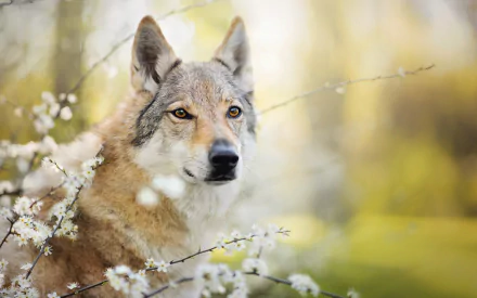 HD PC desktop wallpaper: close-up of a wolfdog muzzle and face amid white blossoms with warm golden bokeh — animal portrait.