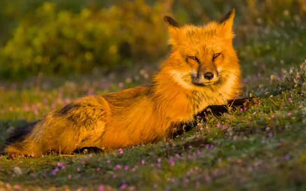 A vibrant fox resting in a sunlit meadow with purple flowers, captured in stunning 4K Ultra HD for a detailed PC desktop wallpaper.