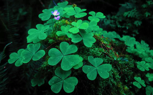  Clovers