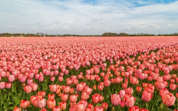 Earth Tulip Flowers Flower Pink Flower Summer Field HD Wallpaper | Background Image