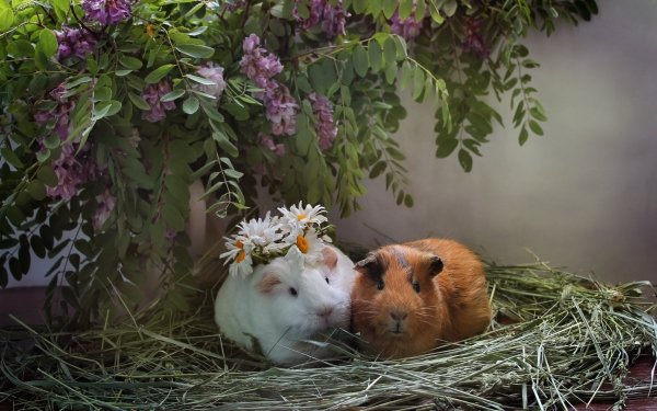 Animal Guinea Pig Rodent Couple Flower HD Wallpaper | Background Image