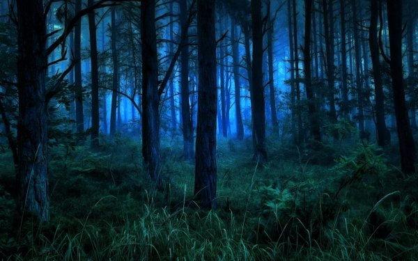 Earth Forest Dark Fog Night HD Wallpaper | Background Image
