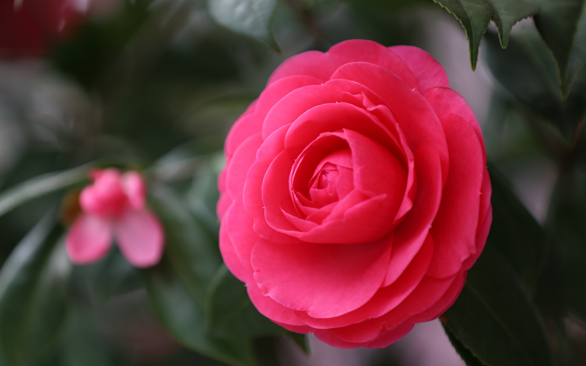 Free Camellia Computer and Smartphone Wallpapers for January 2014 – A  Gardener's Notebook